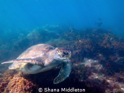 Turtle scavenging for food off La Jolla Shores by Shana Middleton 